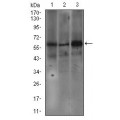 anti-HYAL1 antibody (Hyaluronidase-1) (N-Term)