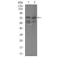 anti-HYAL1 antibody (Hyaluronidase-1) (N-Term)