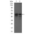 anti-HYAL1 antibody (Hyaluronidase-1) (N-Term)