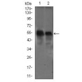 anti-HYAL1 antibody (Hyaluronidase-1) (N-Term)