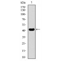 anti-HYAL1 antibody (Hyaluronidase-1) (N-Term)