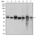 anti-HYAL1 antibody (Hyaluronidase-1) (N-Term)