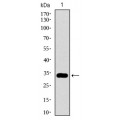 anti-HYAL1 antibody (Hyaluronidase-1) (N-Term)