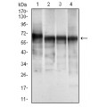 anti-HYAL1 antibody (Hyaluronidase-1) (N-Term)