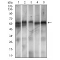 anti-HYAL1 antibody (Hyaluronidase-1) (N-Term)