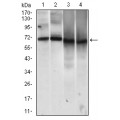anti-HYAL1 antibody (Hyaluronidase-1) (N-Term)