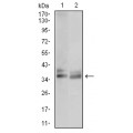 anti-HYAL1 antibody (Hyaluronidase-1) (N-Term)