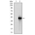 anti-HYAL1 antibody (Hyaluronidase-1) (N-Term)