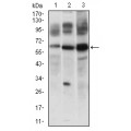 anti-HYAL1 antibody (Hyaluronidase-1) (N-Term)
