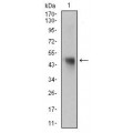 anti-HYAL1 antibody (Hyaluronidase-1) (N-Term)