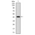 anti-HYAL1 antibody (Hyaluronidase-1) (N-Term)