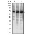 anti-HYAL1 antibody (Hyaluronidase-1) (N-Term)