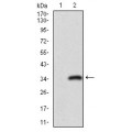 anti-HYAL1 antibody (Hyaluronidase-1) (N-Term)