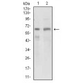 anti-HYAL1 antibody (Hyaluronidase-1) (N-Term)