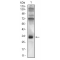 anti-HYAL1 antibody (Hyaluronidase-1) (N-Term)