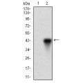 anti-HYAL1 antibody (Hyaluronidase-1) (N-Term)