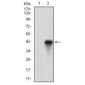 anti-HYAL1 antibody (Hyaluronidase-1) (N-Term)