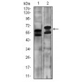 anti-HYAL1 antibody (Hyaluronidase-1) (N-Term)