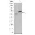 anti-HYAL1 antibody (Hyaluronidase-1) (N-Term)
