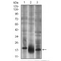 anti-HYAL1 antibody (Hyaluronidase-1) (N-Term)