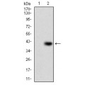 anti-HYAL1 antibody (Hyaluronidase-1) (N-Term)