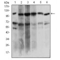 anti-HYAL1 antibody (Hyaluronidase-1) (N-Term)