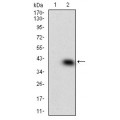 anti-HYAL1 antibody (Hyaluronidase-1) (N-Term)