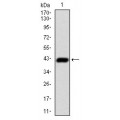 anti-HYAL1 antibody (Hyaluronidase-1) (N-Term)