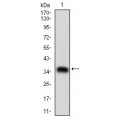 anti-HYAL1 antibody (Hyaluronidase-1) (N-Term)