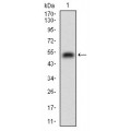 anti-HYAL1 antibody (Hyaluronidase-1) (N-Term)