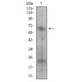 anti-HYAL1 antibody (Hyaluronidase-1) (N-Term)