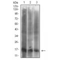 anti-HYAL1 antibody (Hyaluronidase-1) (N-Term)