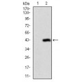 anti-HYAL1 antibody (Hyaluronidase-1) (N-Term)