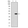 anti-HYAL1 antibody (Hyaluronidase-1) (N-Term)