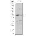 anti-HYAL1 antibody (Hyaluronidase-1) (N-Term)
