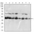 anti-HYAL1 antibody (Hyaluronidase-1) (N-Term)