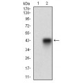 anti-HYAL1 antibody (Hyaluronidase-1) (N-Term)