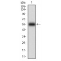 anti-HYAL1 antibody (Hyaluronidase-1) (N-Term)