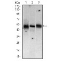 anti-HYAL1 antibody (Hyaluronidase-1) (N-Term)