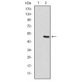 anti-HYAL1 antibody (Hyaluronidase-1) (N-Term)