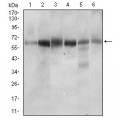 anti-HYAL1 antibody (Hyaluronidase-1) (N-Term)