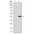 anti-HYAL1 antibody (Hyaluronidase-1) (N-Term)