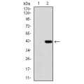 anti-HYAL1 antibody (Hyaluronidase-1) (N-Term)