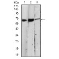anti-HYAL1 antibody (Hyaluronidase-1) (N-Term)