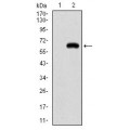anti-HYAL1 antibody (Hyaluronidase-1) (N-Term)