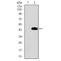 anti-HYAL1 antibody (Hyaluronidase-1) (N-Term)