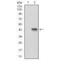 anti-HYAL1 antibody (Hyaluronidase-1) (N-Term)
