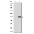 anti-HYAL1 antibody (Hyaluronidase-1) (N-Term)