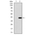 anti-HYAL1 antibody (Hyaluronidase-1) (N-Term)