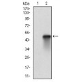 anti-HYAL1 antibody (Hyaluronidase-1) (N-Term)
